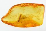 Fossil Caterpillar (Moth Larva - Lepidoptera) in Baltic Amber #278772-1